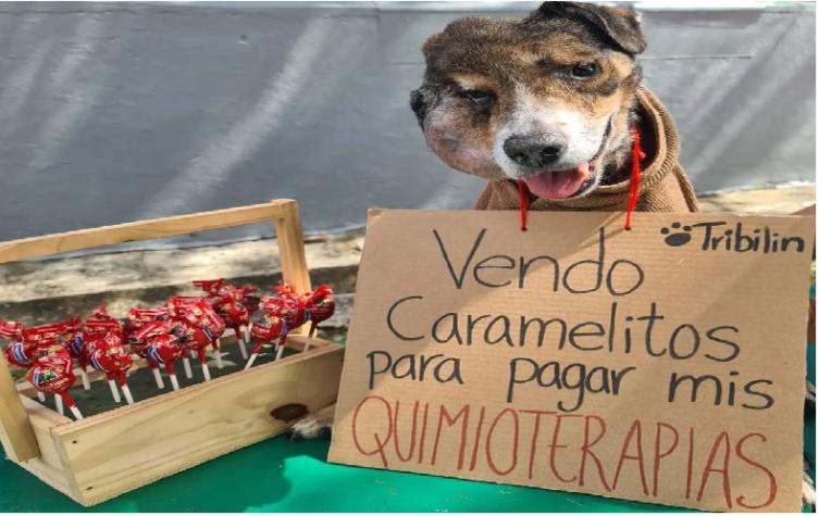 Conoce la historia de "Tribilín", el perrito que "vende caramelitos" para pagar su quimioterapia