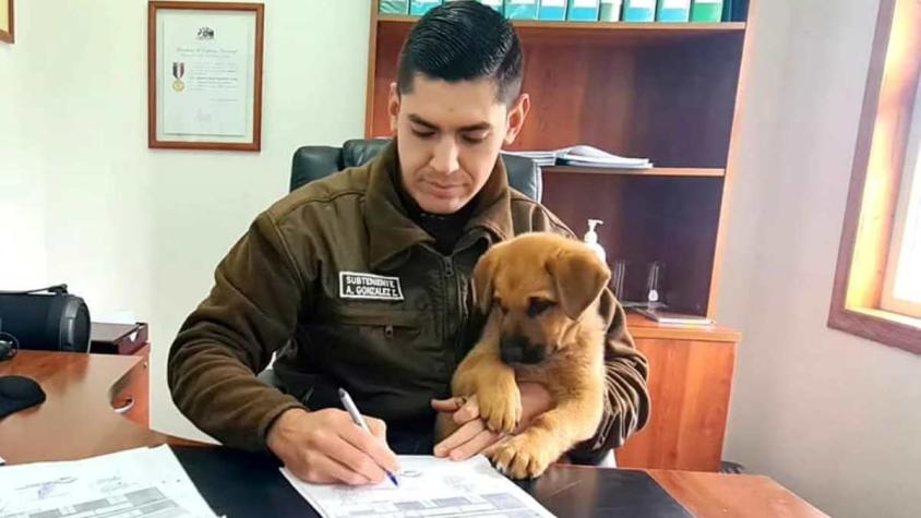 Carabineros adoptó a cachorro abandonado en carretera de Puerto Varas