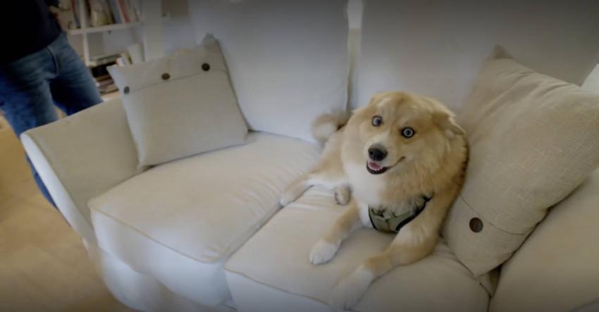 "Lobito": La mascota de Felipe Viel que encantó en Redes Sociales