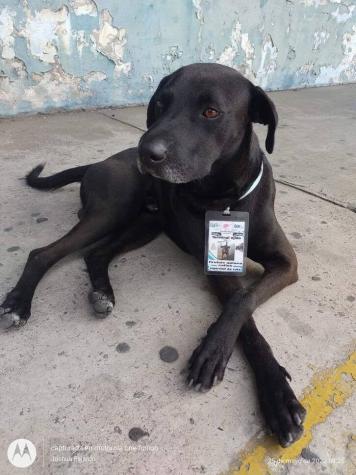 ¡Qué distinguido! Perrito fue adoptado por terminal de buses y ahora es el empleado del mes
