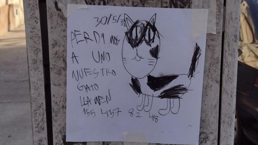 ¡Ternura total! Niños realizaron adorables carteles dibujados para recuperar a su gato perdido