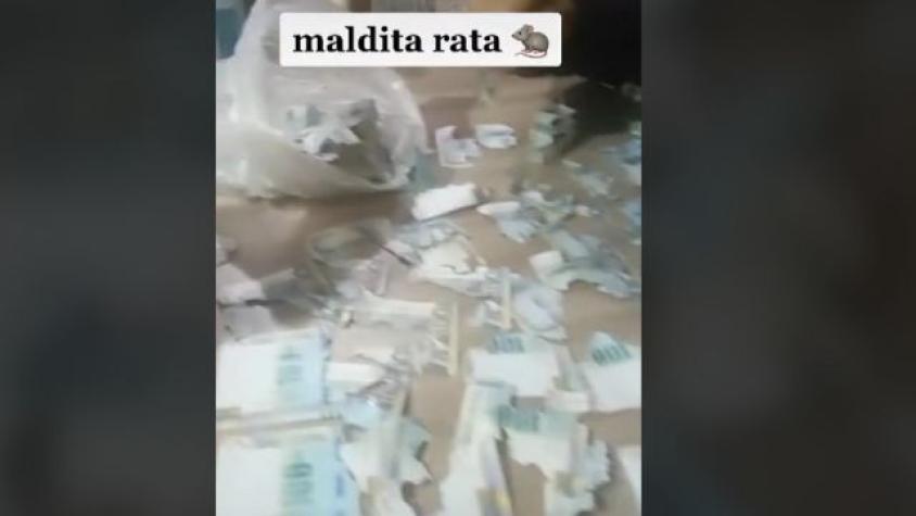 ¡Perdió sus ahorros! Una rata destruyó el dinero que guardaba en casa