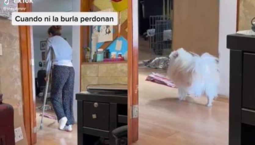 Pura empatía: Perrito es viral tras imitar el caminar de su dueña en muletas