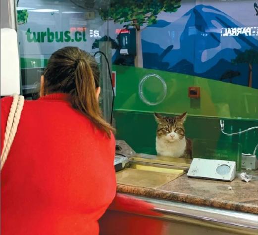 Conoce la historia del gato que "vende" pasajes en terminal de buses de Santiago