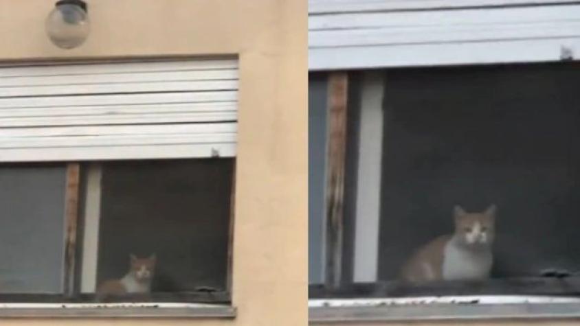 “Tiene doble vida”: Salió a buscar a su gatito y lo encontró en la casa del vecino