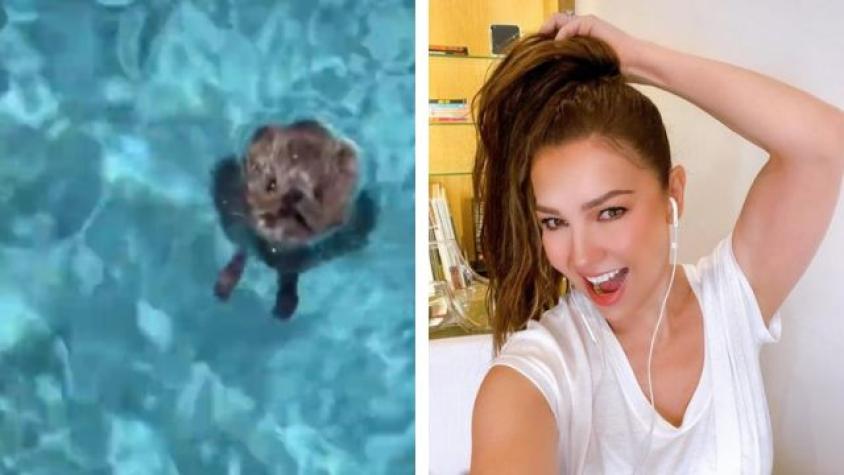 ¡Toda una superheroína! Thalía causa furor tras salvar a un ratón de ahogarse en su piscina 