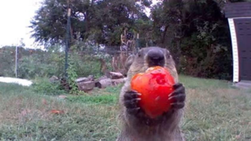 "Ya es personal": Marmota es captada comiendo cosecha de un hombre mirando fijamente la cámara de seguridad 