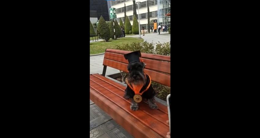 Perrito acompañó estudiando a su dueña y también se graduó con ella 