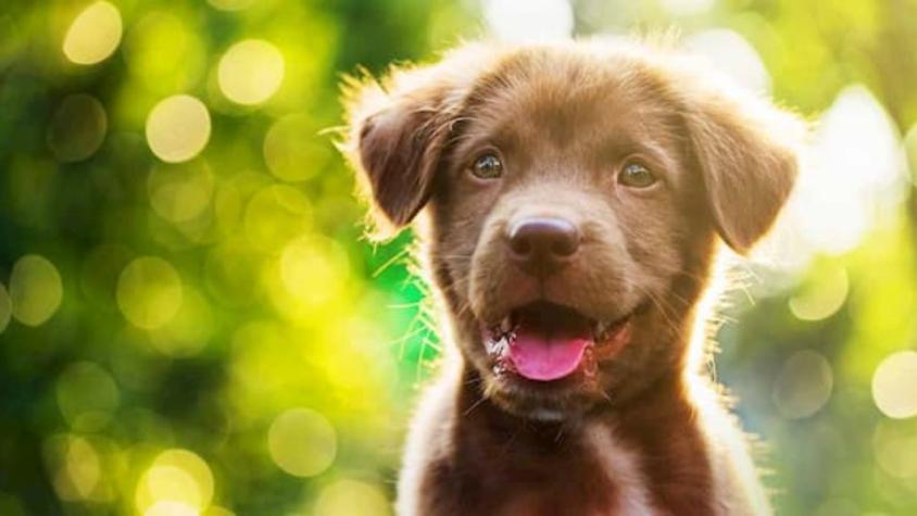 Los perros "lloran de alegría" cuando se reúnen con sus dueños, según estudio