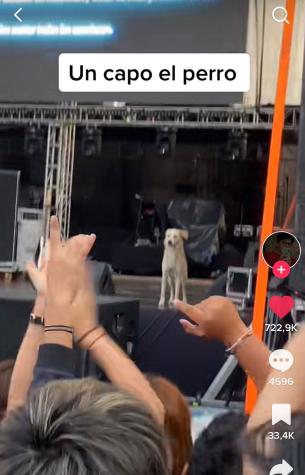 “Soy de la gente”: Perrito sube al escenario del Funka Fest y recibe la ovación del público