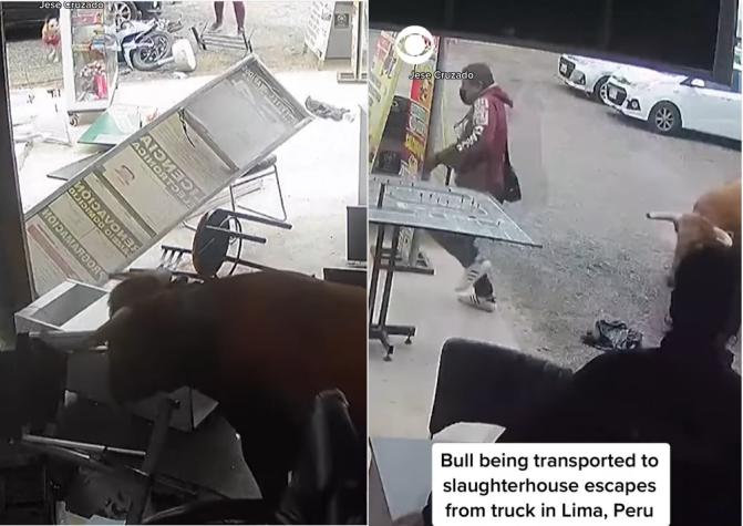 Toro era llevado a un matadero, se escapó y destruyó por completo un local comercial 