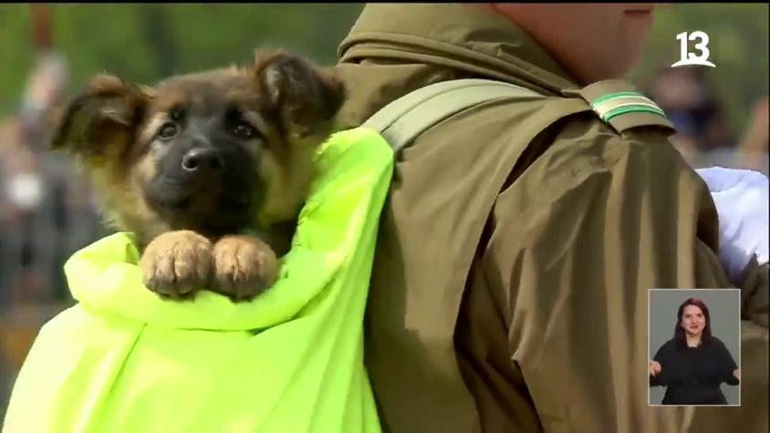 ¡Se robaron las miradas! Desfile de los perritos de Carabineros en la Parada Militar enterneció