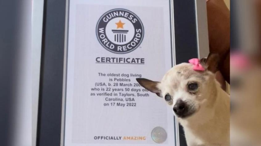 Pebbles, la perrita más vieja del mundo, falleció a sus 22 años