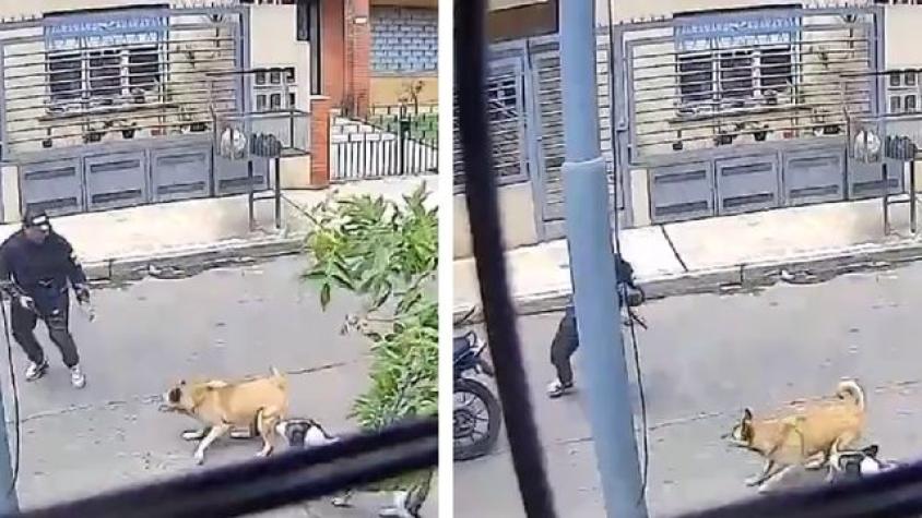 Dos perritas callejeras salvan a hombre de un asalto armado