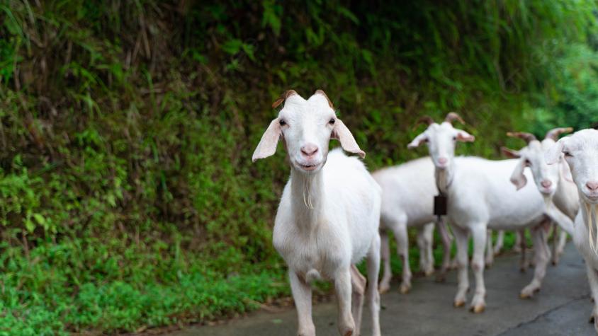 Hombre atropelló a cabra en Coquimbo y ahora será indemnizado con más de $4 millones