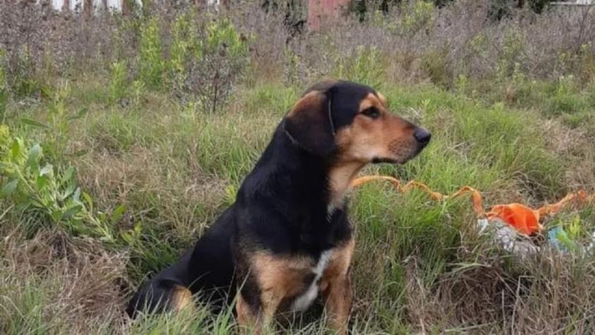 "Peluchín": La historia del perro que aún espera a su dueño fallecido en La Serena