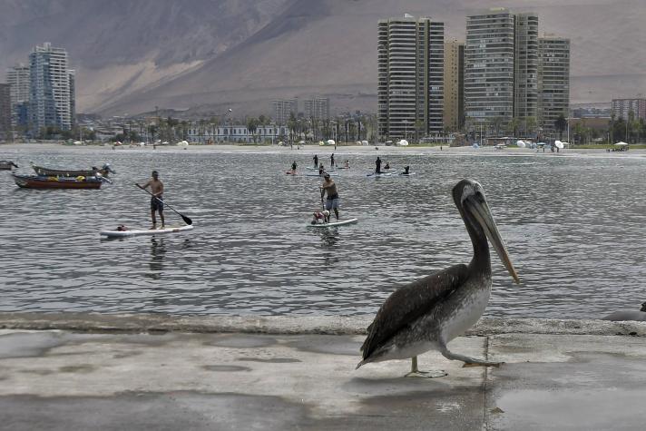 Se declara Alerta Temprana Preventiva para la Región de Arica y Parinacota por "evento zoosanitario"