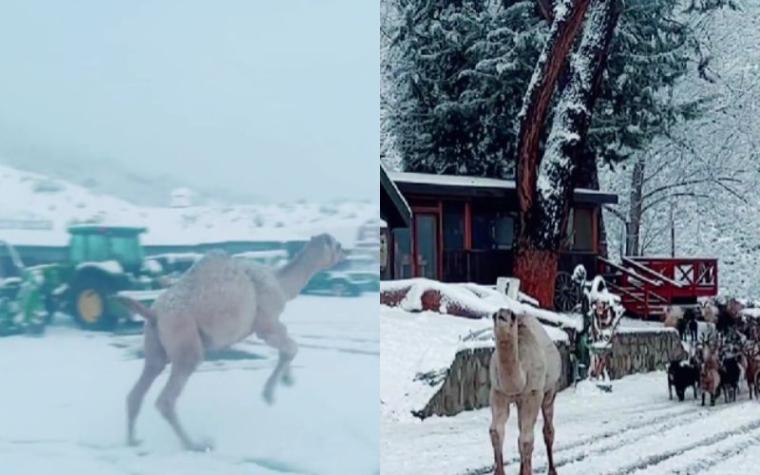 Mira la tierna reacción de un camello al conocer la nieve por primera vez 