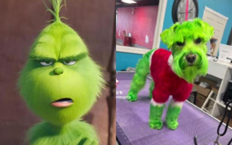 Mujer tiñe a su perrito de verde como el “Grinch” y se llena de críticas