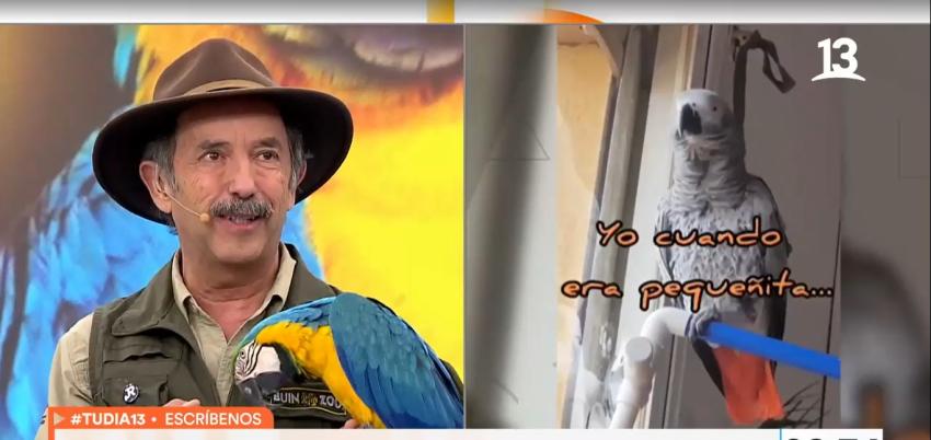 Médico veterinario explica por qué los loros pueden hablar