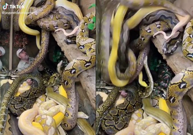 Ni en sus peores sueños: Trabajador de zoológico fue "tapado" por serpientes gigantes