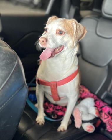 Sin palabras: Perrita fue abandonada por su dueña en aeropuerto para no pagar otro pasaje