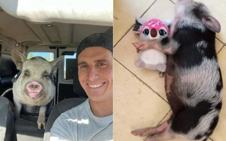 Adoptó a minipig como mascota pero la mató y se la comió en asado