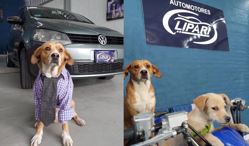 Lomitos trabajadores: Perritos rescatados "venden" autos en agencia 