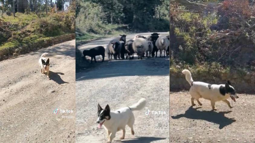 “Perdone compañero”: Perrito se vuelve viral tras pedir permiso para pasar con ovejas