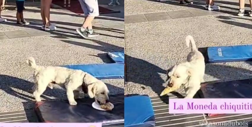 La delincuencia no para: Perrito se robó pizza en actividad infantil de Quinta Normal