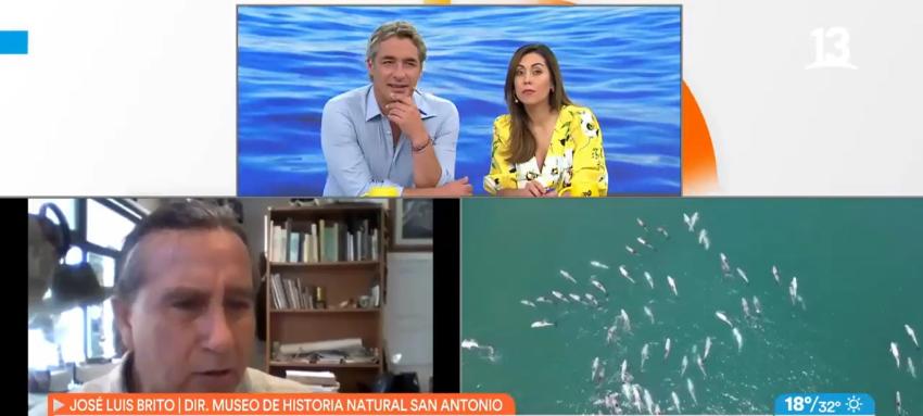 Maravilloso avistamiento de manada de delfines en Concón