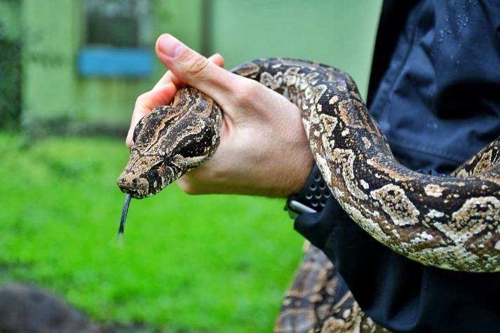 Mujer intentó subir con boa a un avión: Era su "mascota de apoyo emocional"