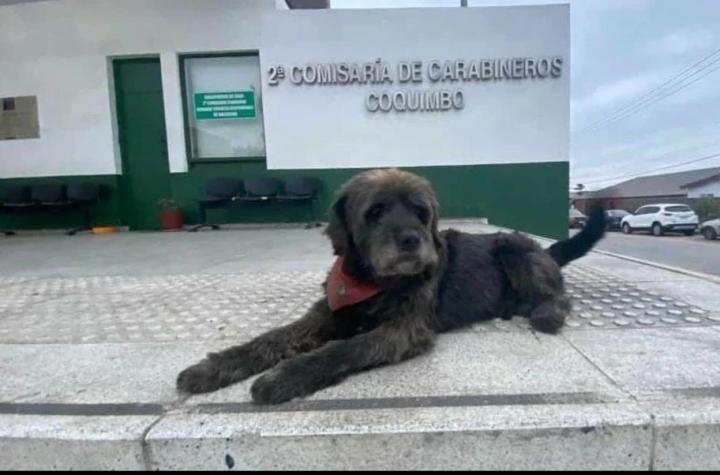 Los acompañó por más de 16 años: Carabineros dio un último adiós a "Bigote"
