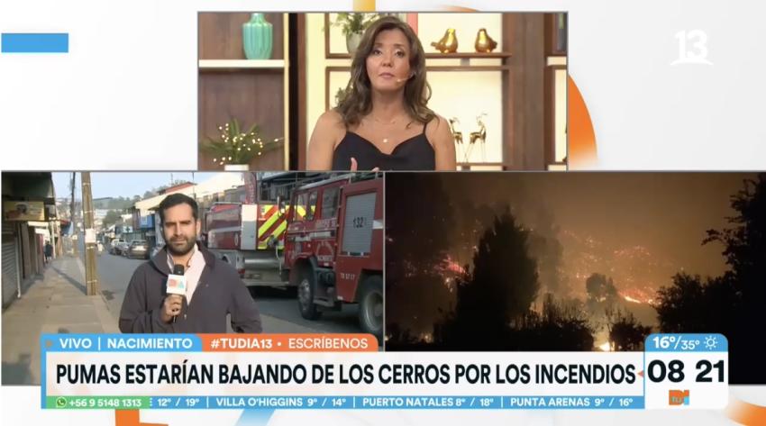 Presencia de pumas en las cercanías de Santa Juana 