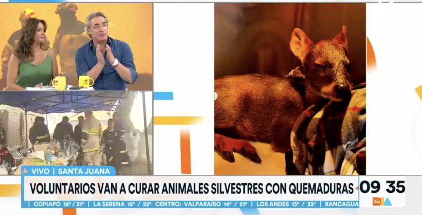 Voluntarios intentan rescatar y proteger la fauna silvestre de la zona afectada por los incendios