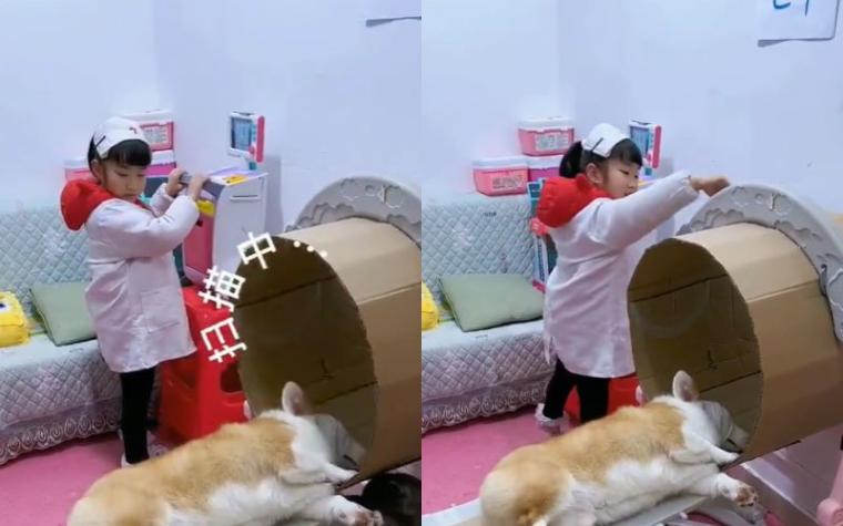 Niña juega a ser doctora con su perrito y le realiza un "examen" con máquina de cartón