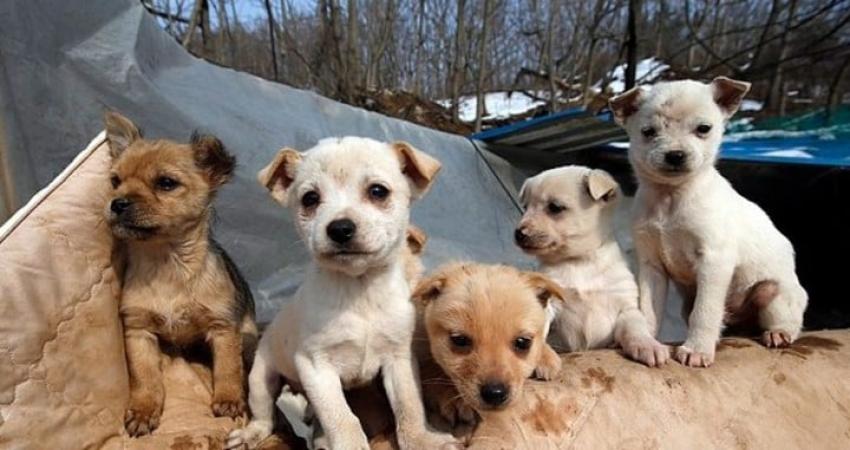 Mujer rescató a 200 cachorros que iban a ser vendidos a un restaurante