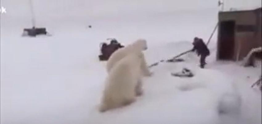 [VIDEO] Usuarios caen rendidos ante los pies de hombre que pelea contra dos osos