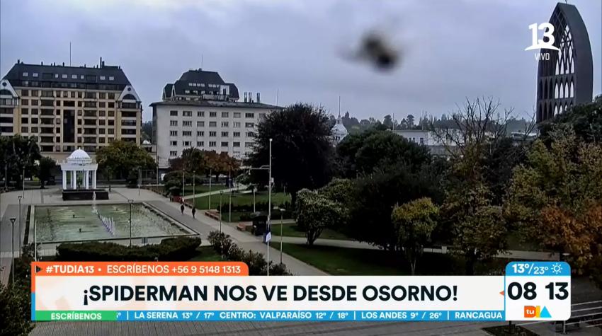 ¡Spiderman nos ve desde Osorno! Araña se posó en cámara de "Tu día"
