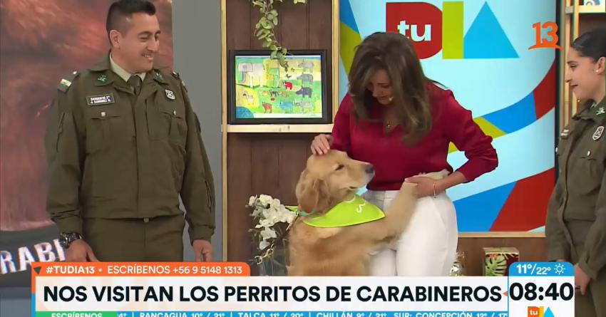 ¡Los más lindos! Perritos de Carabineros nos visitaron en el set 