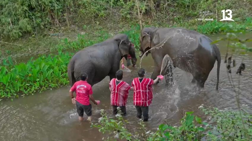 "No se me va a borrar nunca": Los "Socios" vivieron un mágico momento bañando a elefantes
