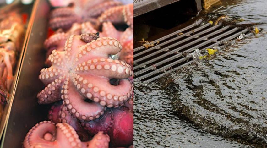 Hallan restos de pulpo en alcantarillado: Esval llama al buen uso del sistema