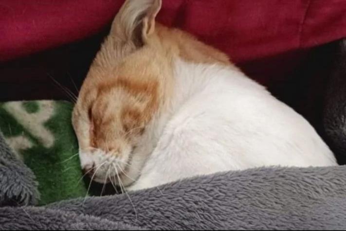 "No paro de llorar": gato que fue violado en Cartagena falleció