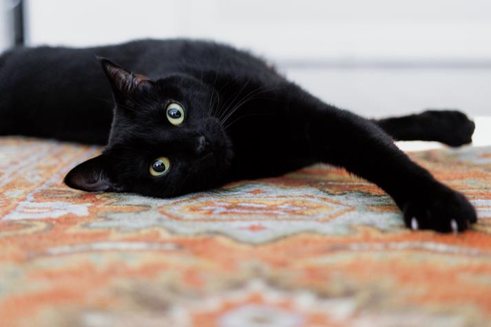 Gato resucitó cuando su dueño lo daba por muerto: “No lo puedo creer”