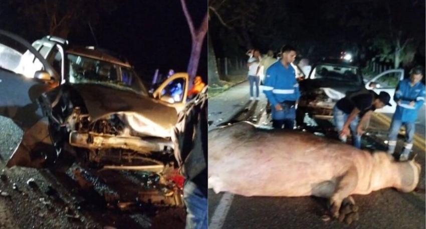 Hipopótamo de Pablo Escobar muere en trágico accidente de tránsito