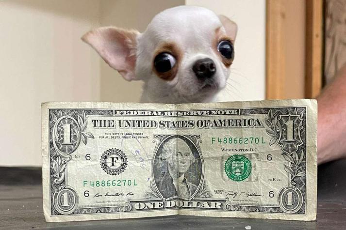Conoce a Pearl, la chihuahua que tiene el título de la "más pequeña del mundo"