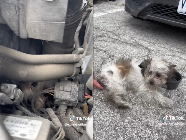 Milagro: Perrita sobrevivió a un viaje de 48 km tras quedar atrapada en auto