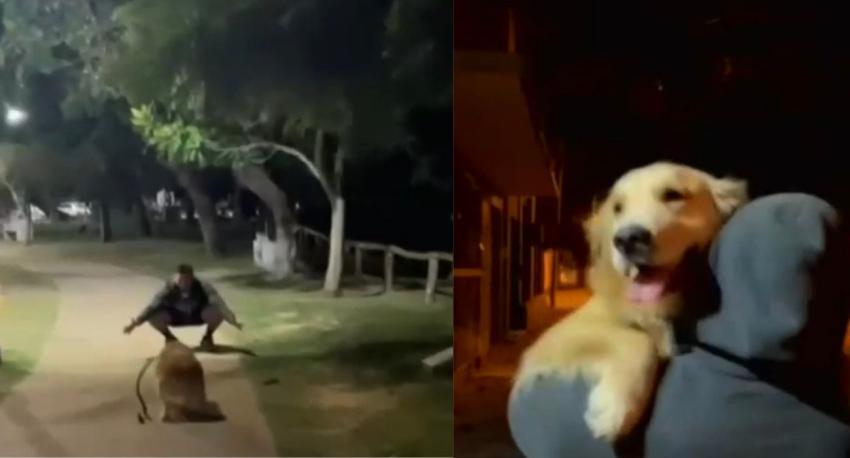 "Ni Judas se atrevió a tanto": reacción de una perrita al ver al ex de su dueña se volvió viral