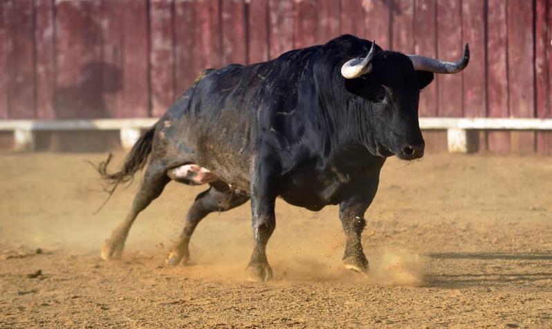 Toro "se hizo el muerto" y mató a carnicero que lo iba a descuartizar 