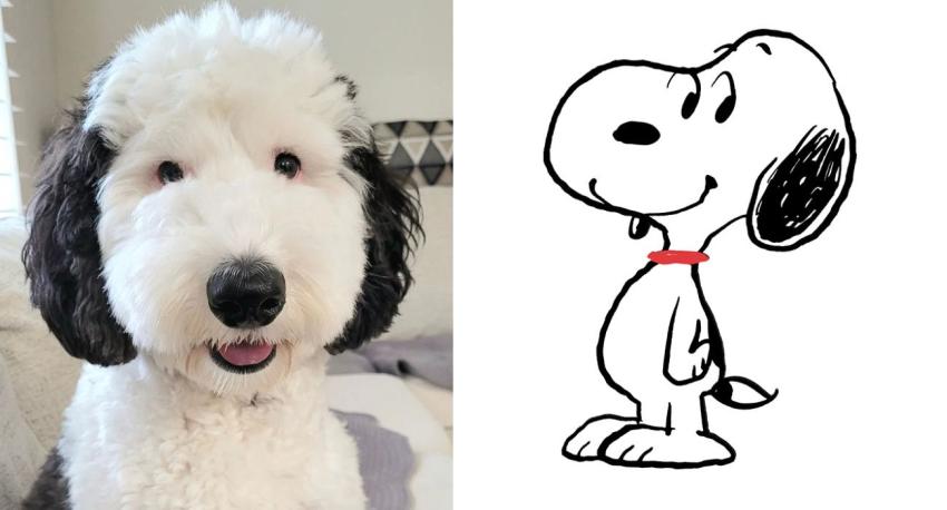 ¡Snoopy existe! Así luce en la vida real el doble del perro de Charlie Brown